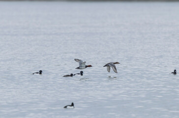 Tufted Duck Aythya fuligula swimming on or flying over the Rhine, Alsace, Eastern France
