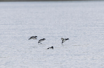 Tufted Duck Aythya fuligula swimming on or flying over the Rhine, Alsace, Eastern France