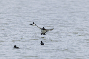 Tufted Duck Aythya fuligula swimming on or flying over the Rhine, Alsace, Eastern France