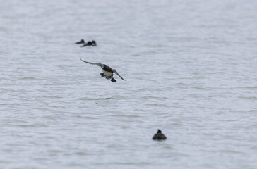Tufted Duck Aythya fuligula swimming on or flying over the Rhine, Alsace, Eastern France