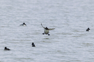 Tufted Duck Aythya fuligula swimming on or flying over the Rhine, Alsace, Eastern France