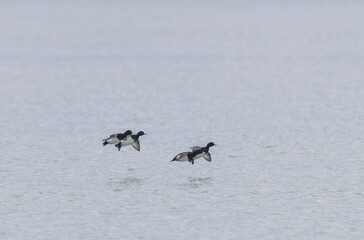 Tufted Duck Aythya fuligula swimming on or flying over the Rhine, Alsace, Eastern France
