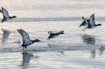 Tufted Duck Aythya fuligula swimming on or flying over the Rhine, Alsace, Eastern France