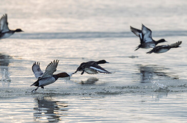 Tufted Duck Aythya fuligula swimming on or flying over the Rhine, Alsace, Eastern France
