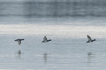 Tufted Duck Aythya fuligula swimming on or flying over the Rhine, Alsace, Eastern France