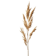 Fototapeta premium Coarse Switchgrass Stalk on Plain White Isolated Transparent Background