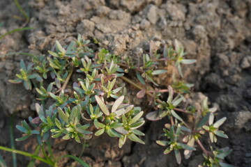 Portulaca oleracea plant on the ground close up view