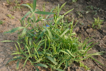 Lathyrus sativus commonly known as grass pea plant with its tiny blue flowers in close up with a blurry background