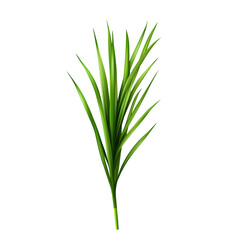 Obraz premium Verdant Wheatgrass Stem on Plain White Isolated Background