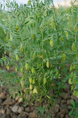 Red lentil seeds are found in the lentil plant in close up with a blurry background