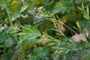 Mustard seeds on the stalk in close up with a blurry background