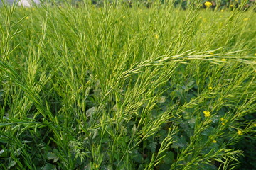 Mustard plants have been overloaded with the mustard seeds