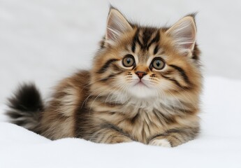 Adorable fluffy kitten with striking eyes and playful demeanor resting on white background, showcasing its charming features and soft fur in a serene pose