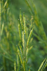 Green mustard seeds in close up with a blurry background