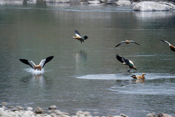ducks on the water