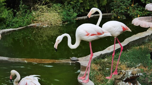 Two flamingos are standing near green water in a zoo, with a turtle on a rock and a crocodile statue nearby