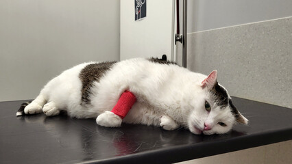 Tired and exhausted white cat with a bandaged paw and sad eyes lies powerlessly on a procedure...