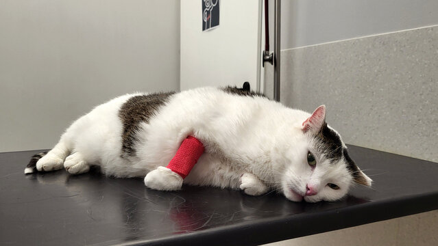 Tired and exhausted white cat with a bandaged paw and sad eyes lies powerlessly on a procedure table in a veterinary clinic after taking blood for analysis