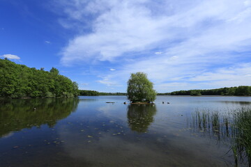 Serene Lake with Lone Tree and Reflections