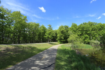 Obraz premium Scenic Pathway Through Lush Green Forest