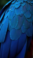 Fototapeta premium Deep cobalt blue parrot feathers, intricate detail, tropical, birdlife