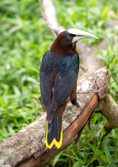 Crested oropendola on a tree branch 