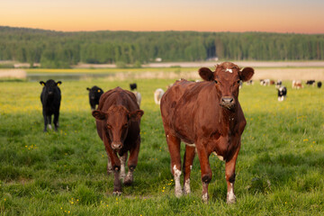 Cows in the field