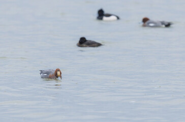 Mareca Anas Penelope Eurasian wigeon, a winter guest on the Rhine in Alsace, Eastern France