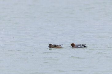 Mareca Anas Penelope Eurasian wigeon, a winter guest on the Rhine in Alsace, Eastern France