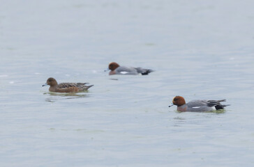 Mareca Anas Penelope Eurasian wigeon, a winter guest on the Rhine in Alsace, Eastern France