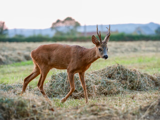 Roe Deer buck on the lookout walking in a meadow with hay in swaths. Capreolus capreolus, Touraine,...