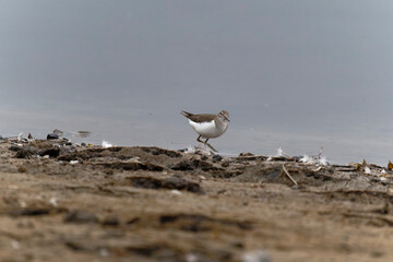 Common sandpiper