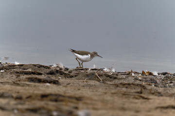 Common sandpiper