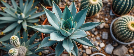 Obraz premium Agave Plant and Cacti Arrangement in a Desert Landscape with Detailed Top View Overhead Shot