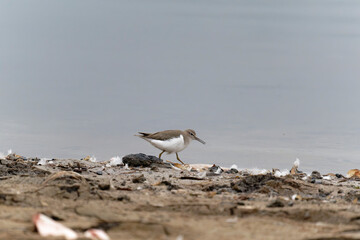 Common sandpiper