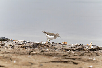 Common sandpiper