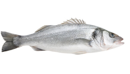 Obraz premium Whole fish, white isolate background