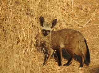 Fototapeta premium Bat-eared fox (Otocyon megalotis) in late afternoon sun.