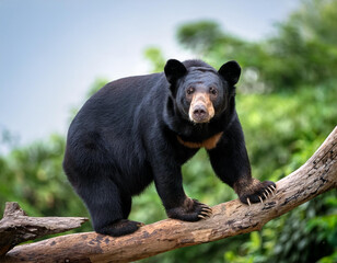 a black bear perched on a tree limb in front of a lush green foliage gazing directly at the camera