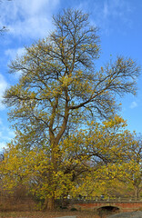 Golden late autumn in New York City Central Park