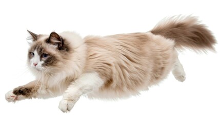Fototapeta premium Cutout of a playful cat jumping stock photo --ar 16:9 --style raw --v 6 Job ID: 3cfe2ff3-9d98-47bc-a227-ee538e86cee4