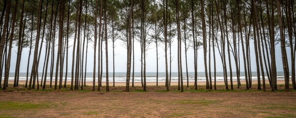 Obraz premium Serene Coastal Scene Pines Framing Ocean View on Sandy Beach Peaceful Nature