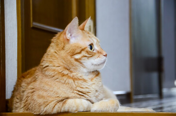 リラックスする茶トラ猫の横顔