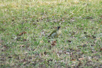 European green woodpecker (Picus viridis) sitting on the ground in Zurich, Switzerland