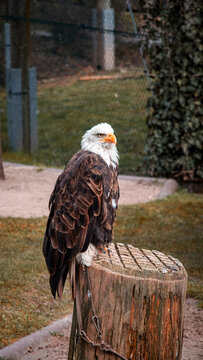 eagle in the barrel