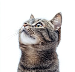 Obraz premium Captivating Close-Up Portrait of a Curious Grey Cat with Striking Features and Expressive Eyes Against a Minimalist White Background