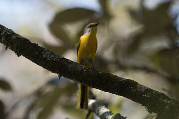The scarlet minivet (Pericrocotus speciosus) is a brightly colored songbird found in South and Southeast Asia. Males are vivid red, females yellow. They inhabit forests, feeding on insects.