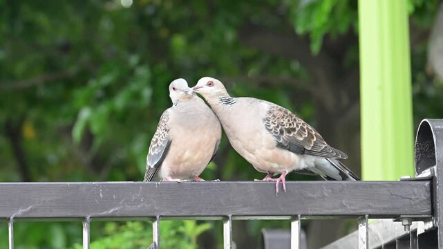 Two beautiful Oriental turtle doves (Streptopelia orientalis). 