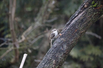 A garden treecreeper sits on a fruit tree in a garden.