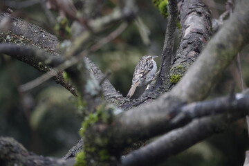 A garden treecreeper sits on a fruit tree in a garden.